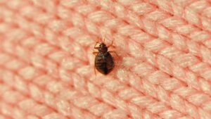 Bed Bug Infestations